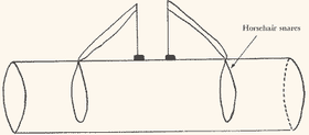 Half barrel mole trap with horsehair loops - Source: Moles & Their Control (Guy N. Smith)