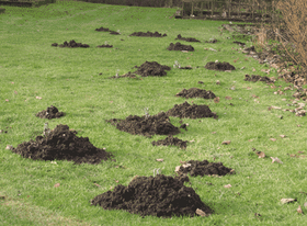 Mole hill damage on lawn